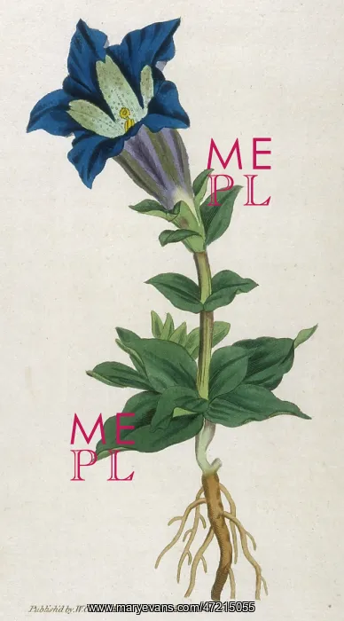  : Plants - Gentiana Acaulis