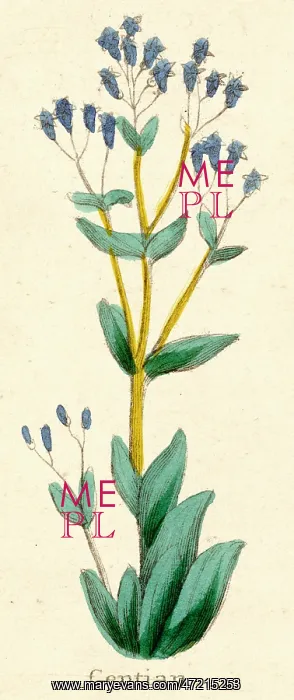  : PLANTS / GENTIANA LUTEA