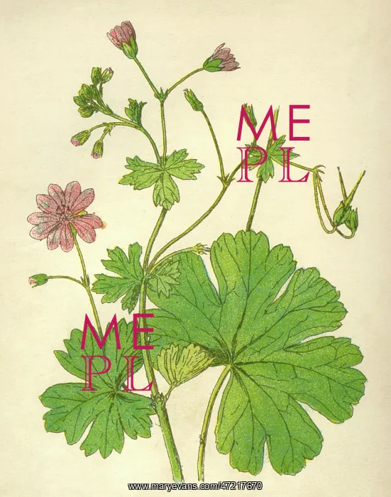  : PLANTS / GERANIUM MOLLE