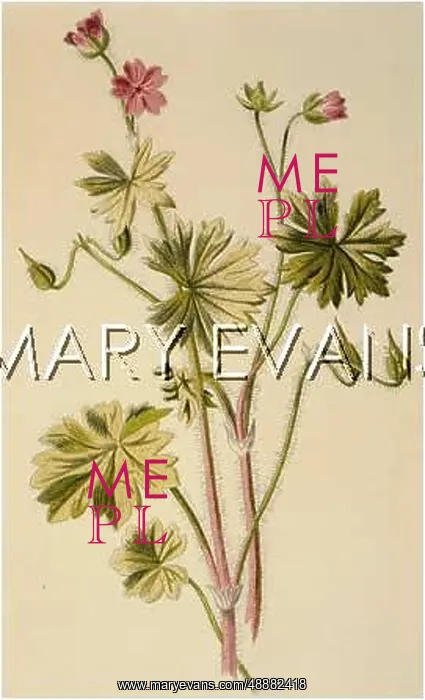  : PLANTS / GERANIUM MOLLE