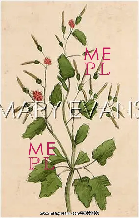  : PLANTS / GERANIUM MOLLE