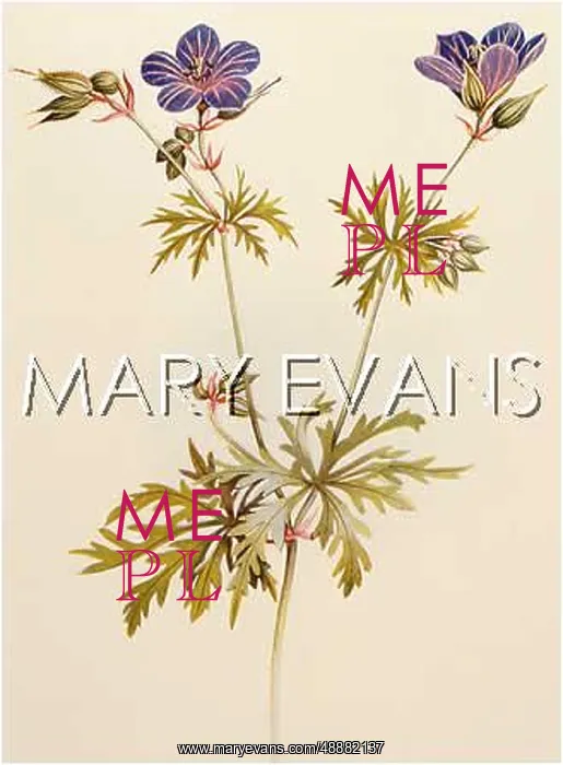  : PLANTS / GERANIUM PRATENSE
