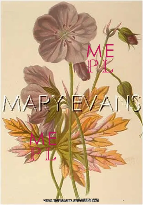  : PLANTS / GERANIUM PRATENSE