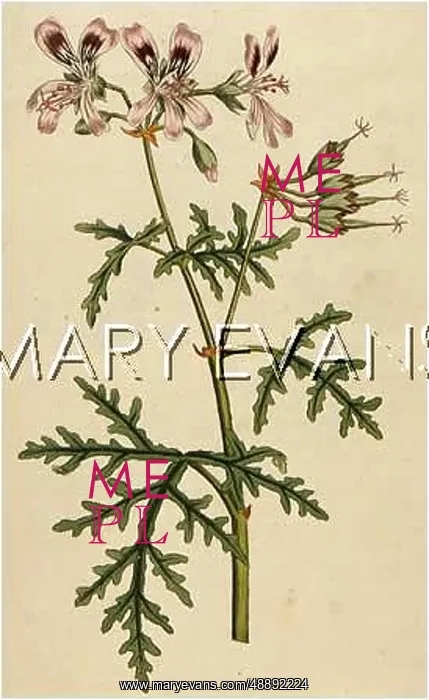  : PLANTS / GERANIUM RADULA