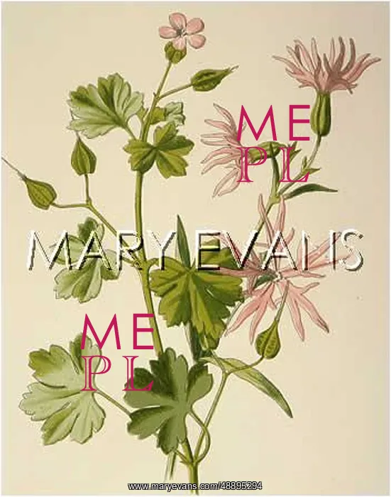 : PLANTS / GERANIUM SP : PLANTS / GERANIUM SP