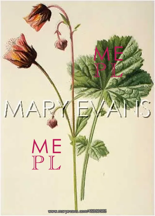  : PLANTS / GEUM RIVALE