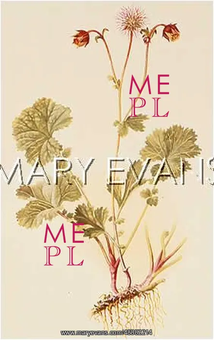  : PLANTS / GEUM RIVALE