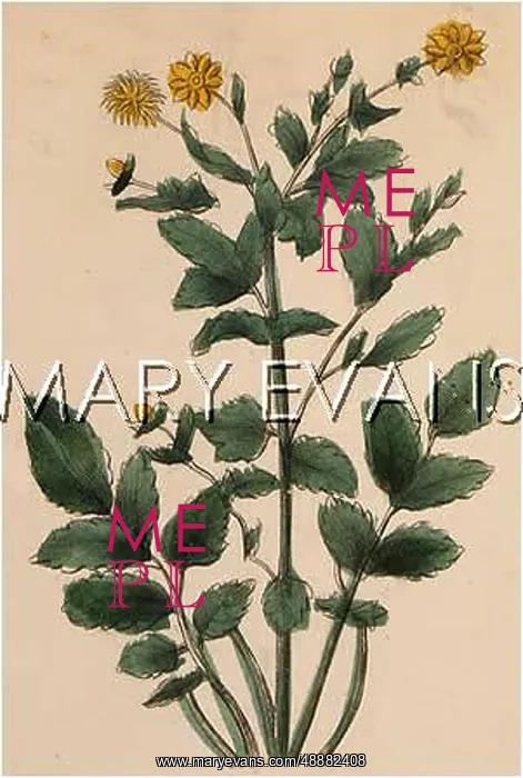  : PLANTS / GEUM URBANUM