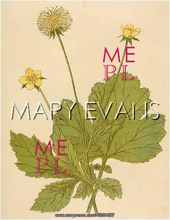  : PLANTS / GEUM URBANUM