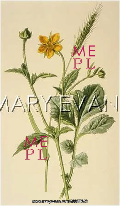 : PLANTS / GEUM URBANUM : PLANTS / GEUM URBANUM
