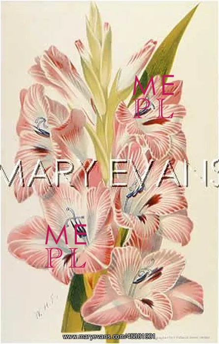  : PLANTS / GLADIOLUS