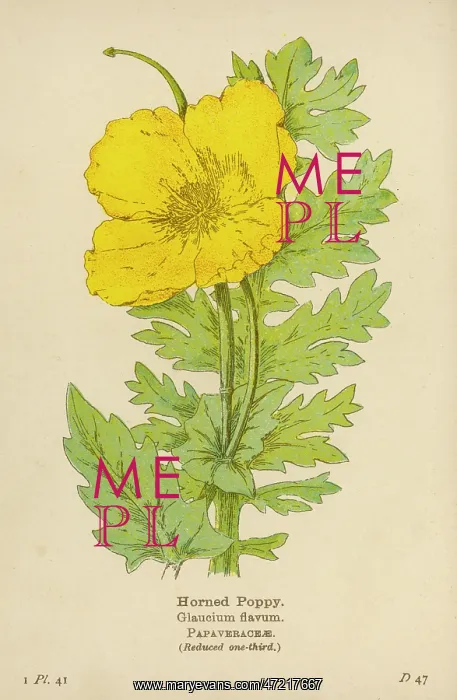  : PLANTS / GLAUCIUM FLAVUM