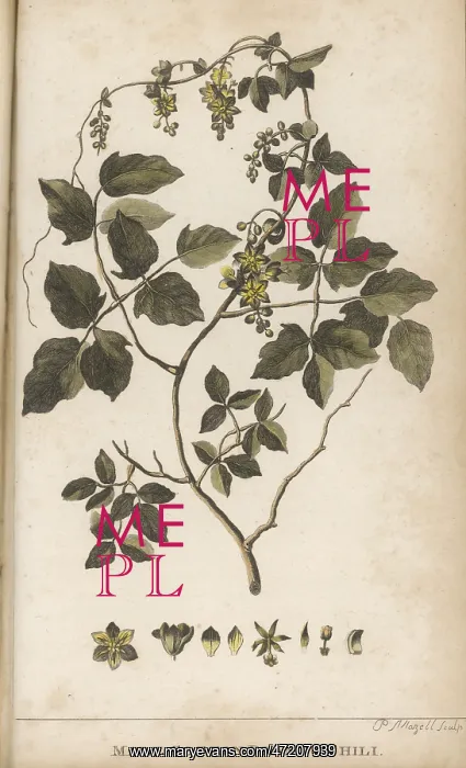  : PLANTS / GOSSYPIUM SP