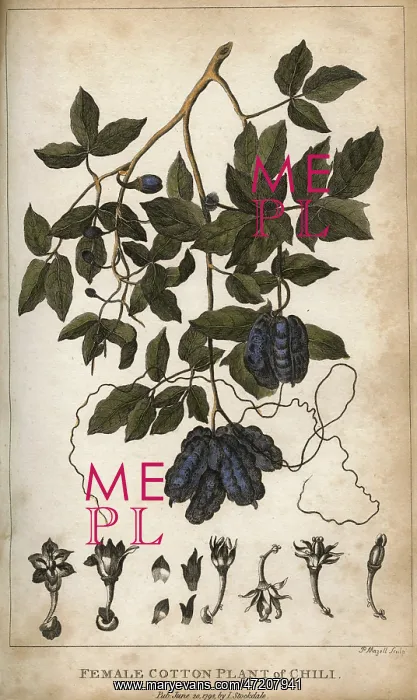  : PLANTS / GOSSYPIUM SP