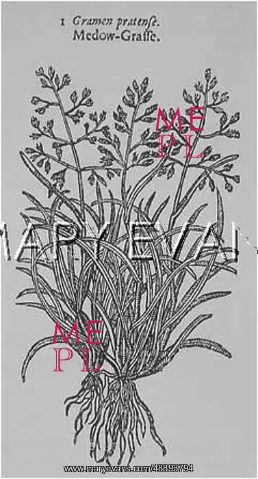  : PLANTS / GRAMEN PRATENSE