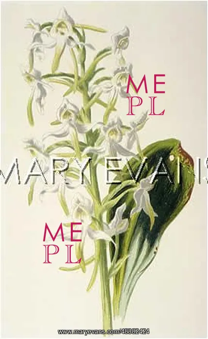  : PLANTS / HABENARIA BIFOLIA