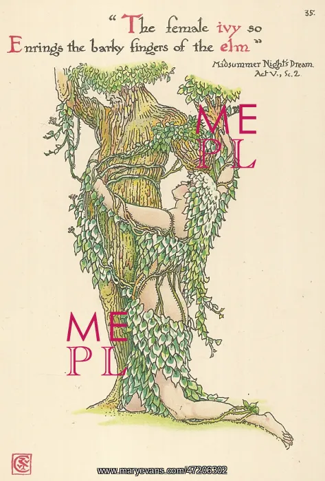  : Plants - Hedera Helix