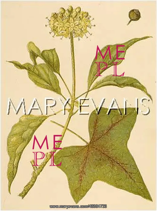  : PLANTS / HEDERA HELIX