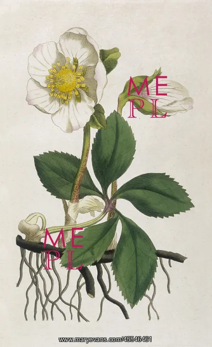 : Plants - Helleborus Niger : Plants - Helleborus Niger