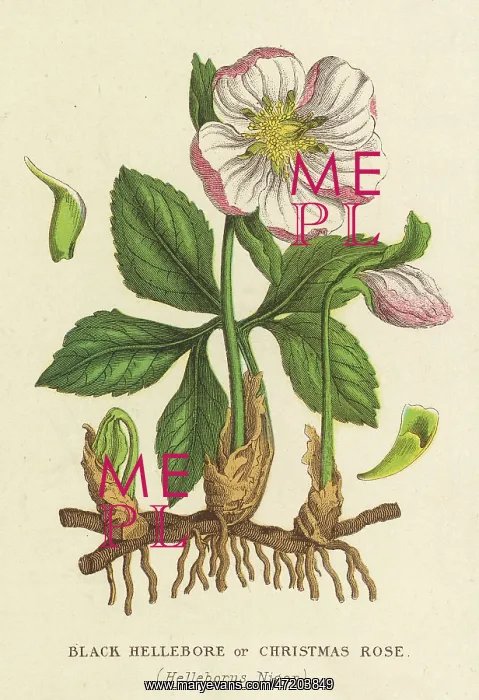  : PLANTS / HELLEBORUS NIGER