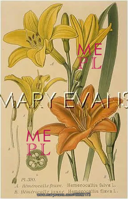 : PLANTS / HEMEROCALLIS SP : PLANTS / HEMEROCALLIS SP