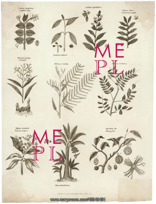 : Plants - Herbs - General : Plants - Herbs - General
