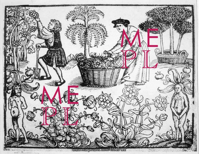 : PLANTS / HERBS / GENERAL : PLANTS / HERBS / GENERAL