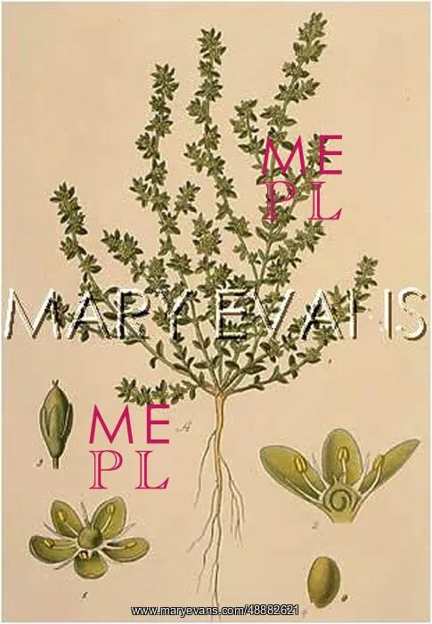  : PLANTS / HERNIARIA GLABRA