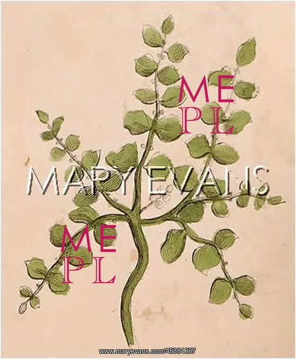  : PLANTS / HERNIARIA GLABRA