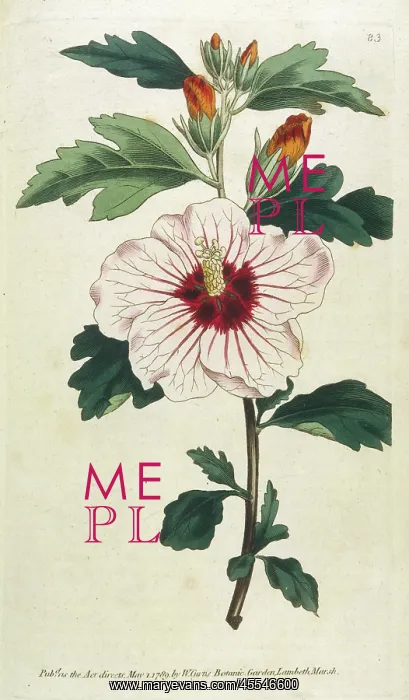  : Plants - Hibiscus Syriacus