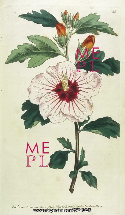  : Plants - Hibiscus Syriacus