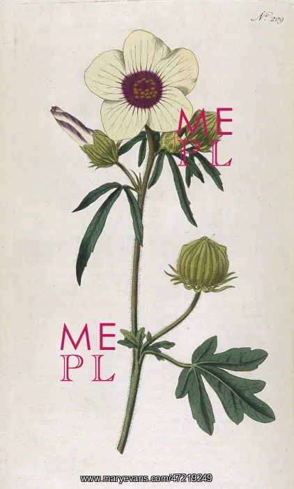  : Plants - Hibiscus Trionum