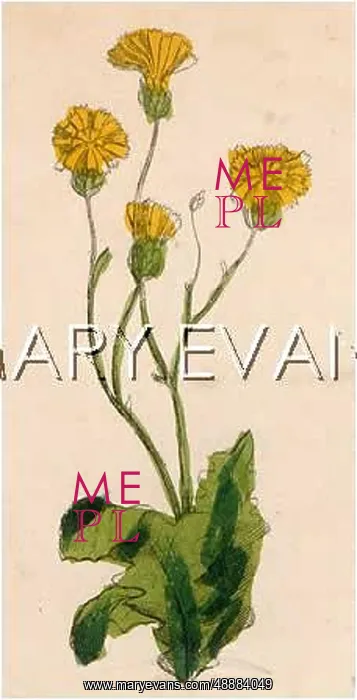  : PLANTS / HIERACIUM SP