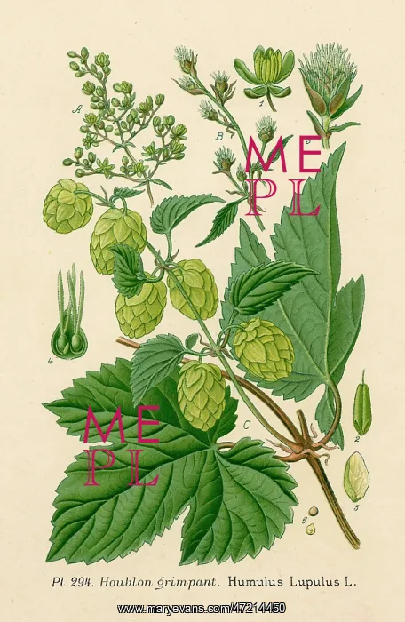  : Plants - Humulus Lupulus