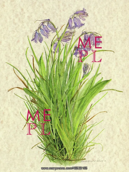  : PLANTS / HYACINTHOIDES