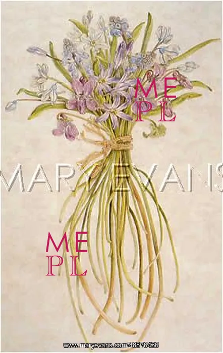  : PLANTS / HYACINTHS