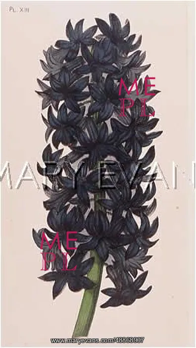  : Plants / Hyacinthus