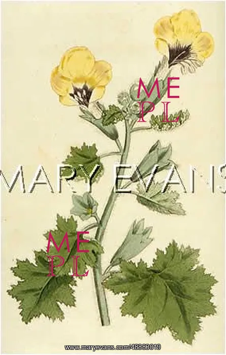  : PLANTS / HYOSCYAMUS AUREUS