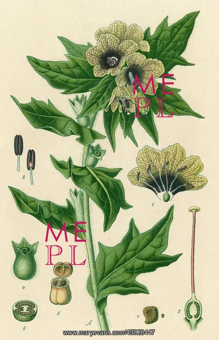  : PLANTS / HYOSCYAMUS NIGER