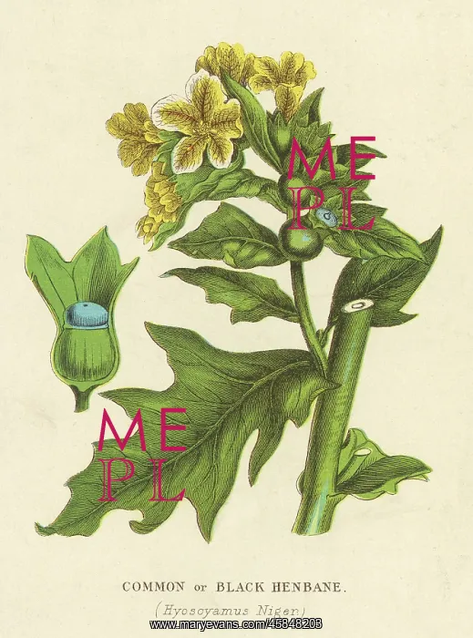  : PLANTS / HYOSCYAMUS NIGER