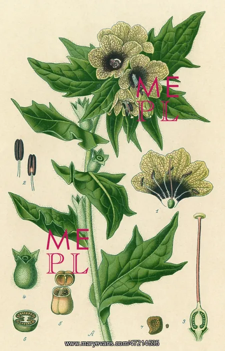  : PLANTS / HYOSCYAMUS NIGER