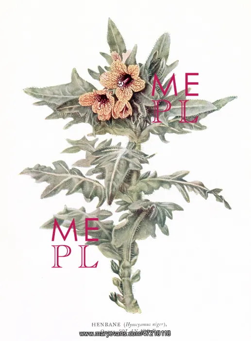  : PLANTS / HYOSCYAMUS NIGER