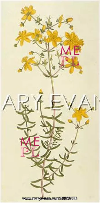  : PLANTS / HYPERICUM CORIS