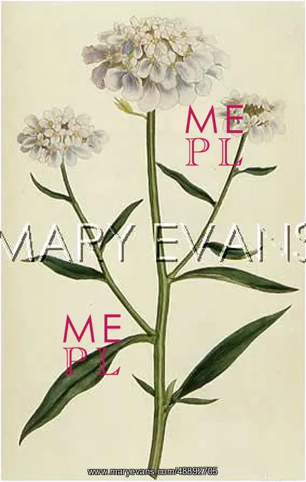  : PLANTS / IBERIS UMBELLATA