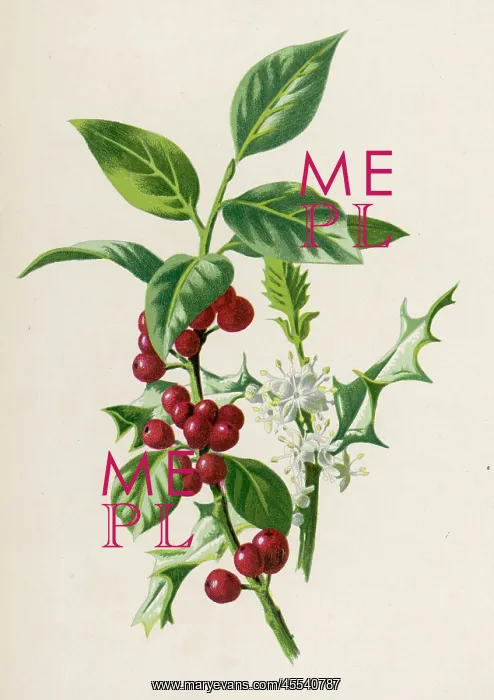  : Plants - Ilex Aquifolium