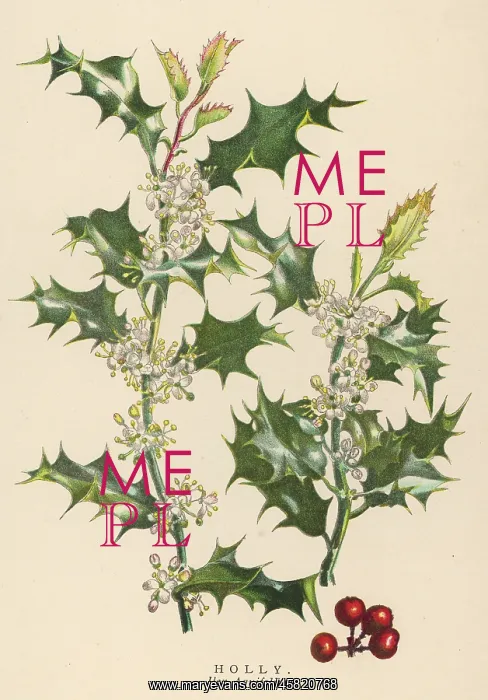  : PLANTS / ILEX AQUIFOLIUM