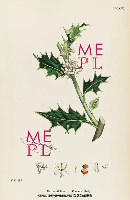  : PLANTS / ILEX AQUIFOLIUM