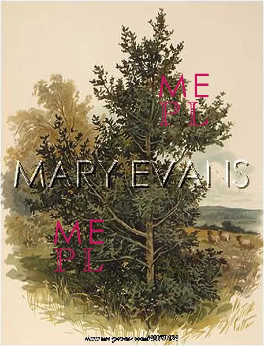 : PLANTS / ILEX AQUIFOLIUM : PLANTS / ILEX AQUIFOLIUM