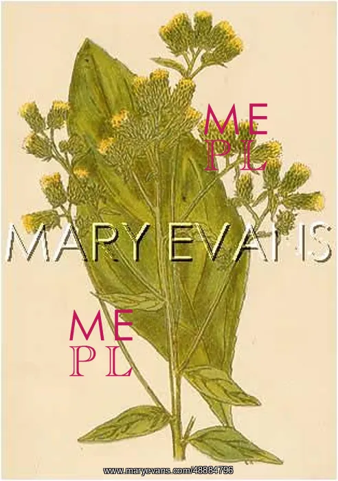 : PLANTS / INULA CONYZA : PLANTS / INULA CONYZA