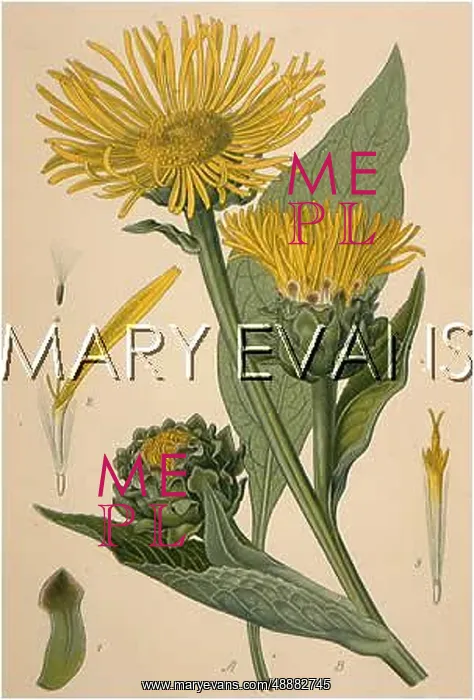  : PLANTS / INULA HELENIUM